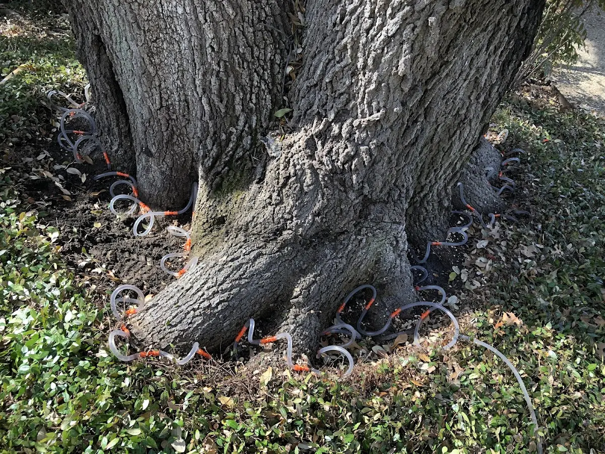 Detailed Tree Cabling and Bracing job site in Mineral Wells