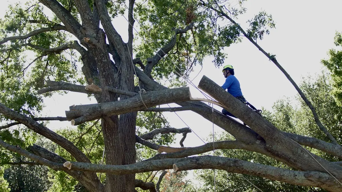 Professional Crown Thinning performed by certified arborists in Mineral Wells