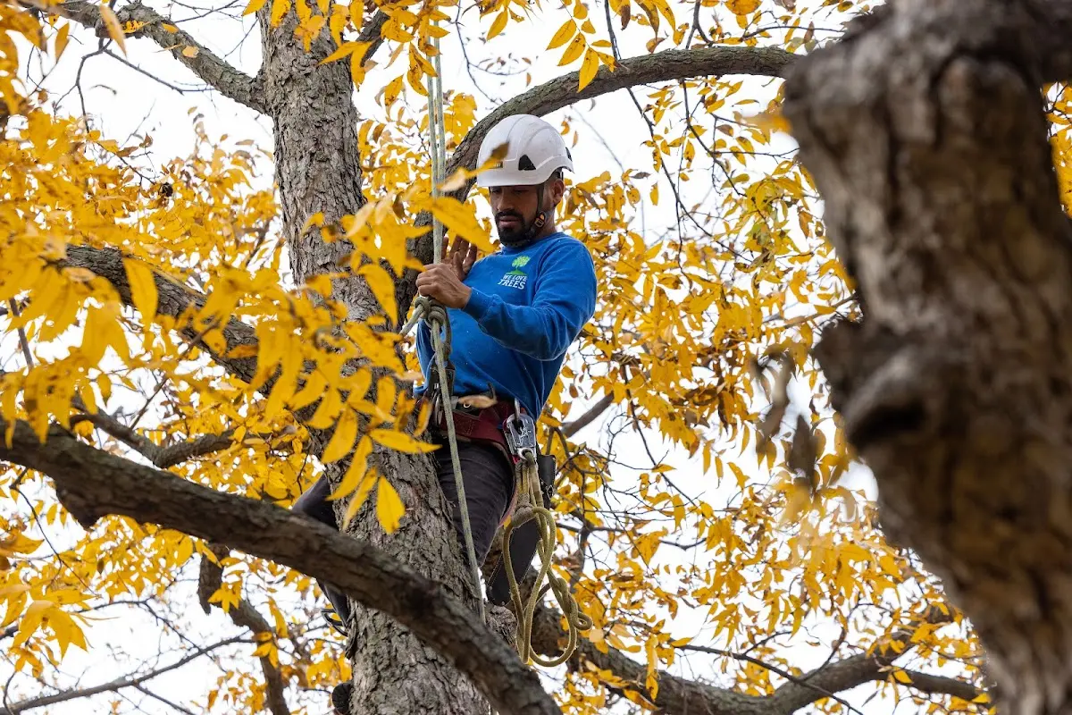 Skilled Tree Transplanting crew working in Mineral Wells